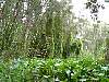 8-16 053 The canoe trip through the jungle of the Mekong where the VC underwater shelters were.jpg